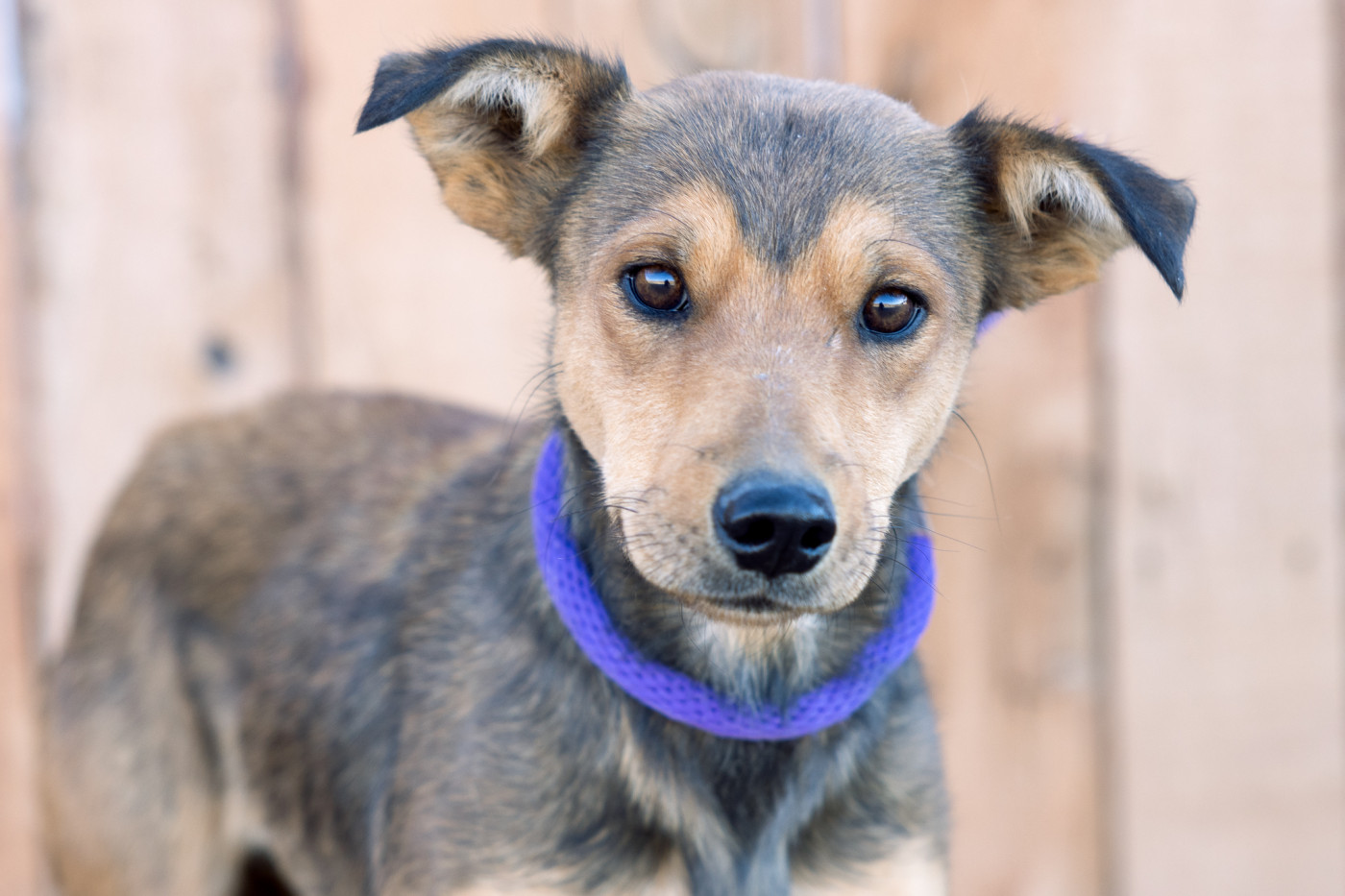 Cute dog