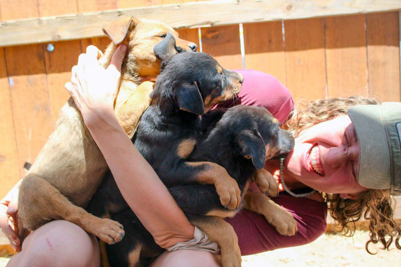 Staff with puppies