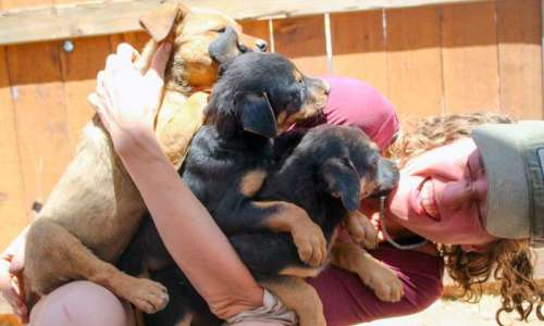 Staff with puppies