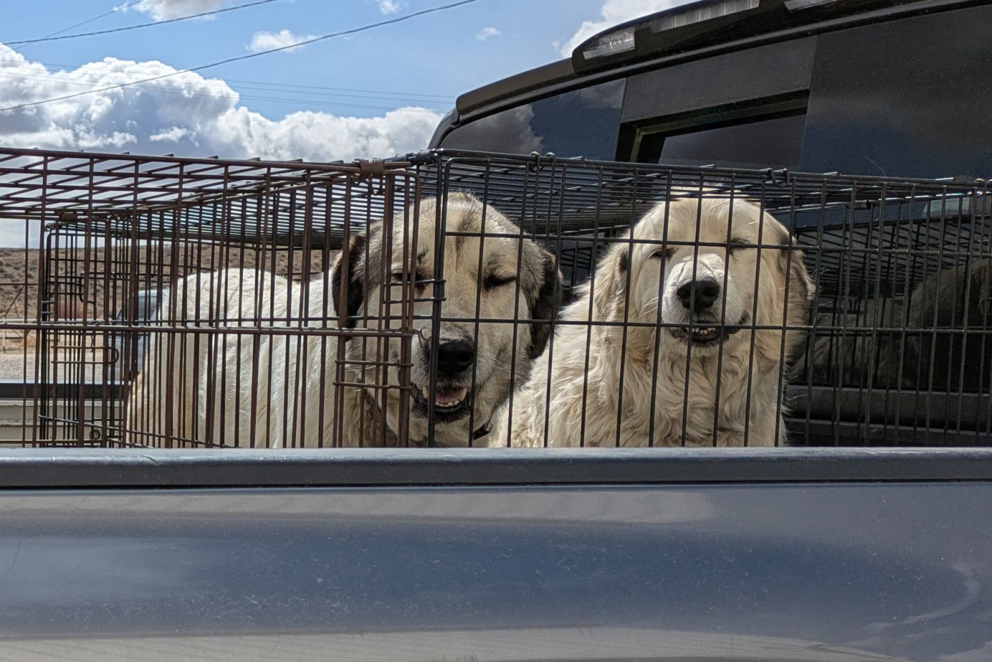 Dogs in truck
