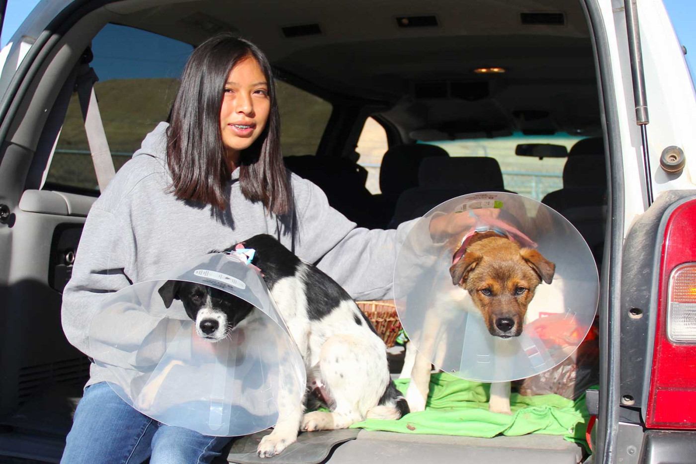 Girl in truck with dogs