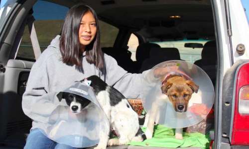 Girl in truck with dogs