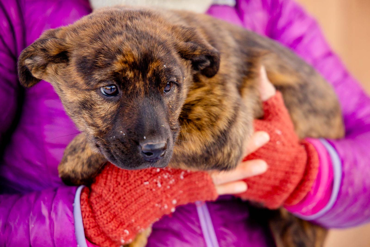 Woman holding a puppy