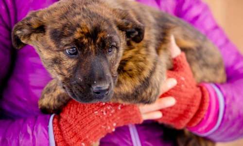 Woman holding a puppy