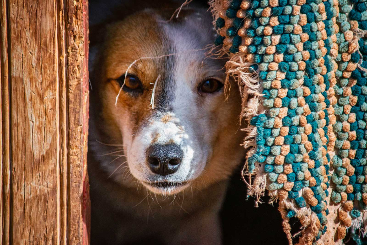 Dog looking out