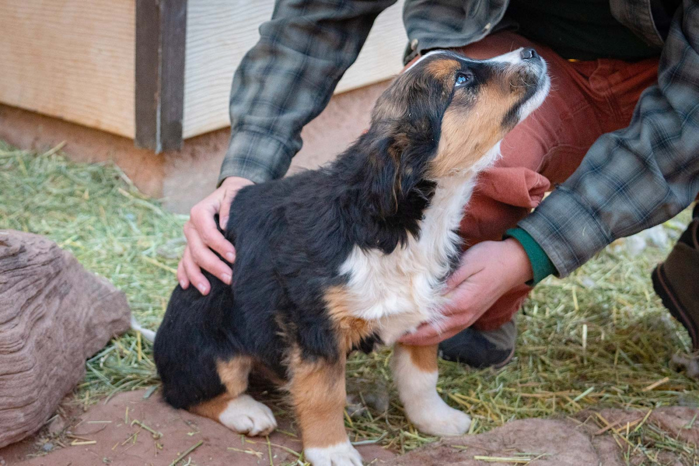 Puppy looking up