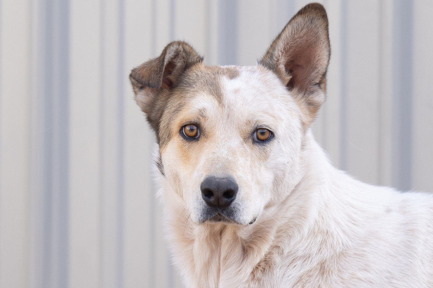 Cute dog