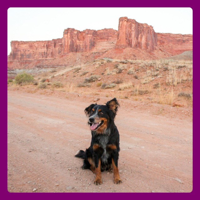 Underdog Animal Rescue & Rehab - Moab, Utah Dog Rescue