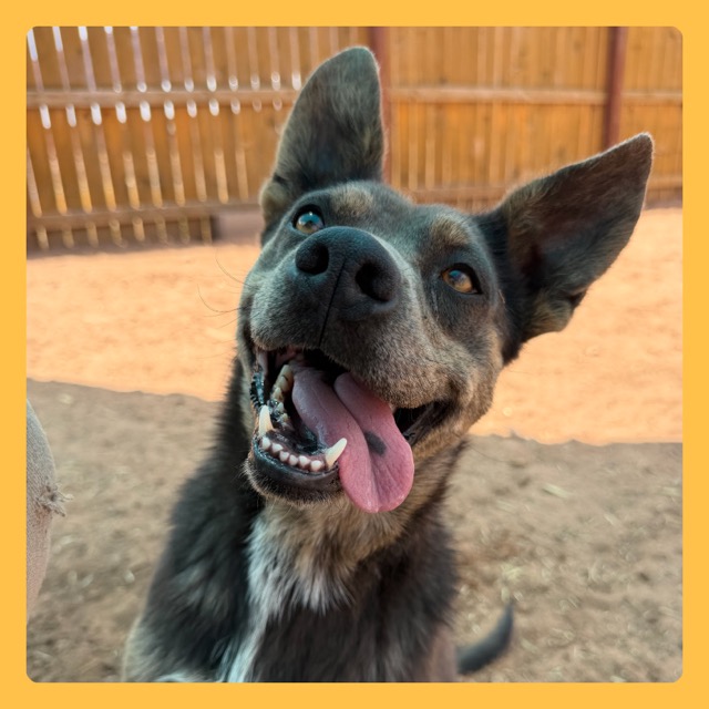 Underdog Animal Rescue & Rehab - Moab, Utah Dog Rescue