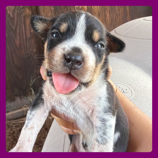 Underdog Animal Rescue & Rehab - Moab, Utah Dog Rescue