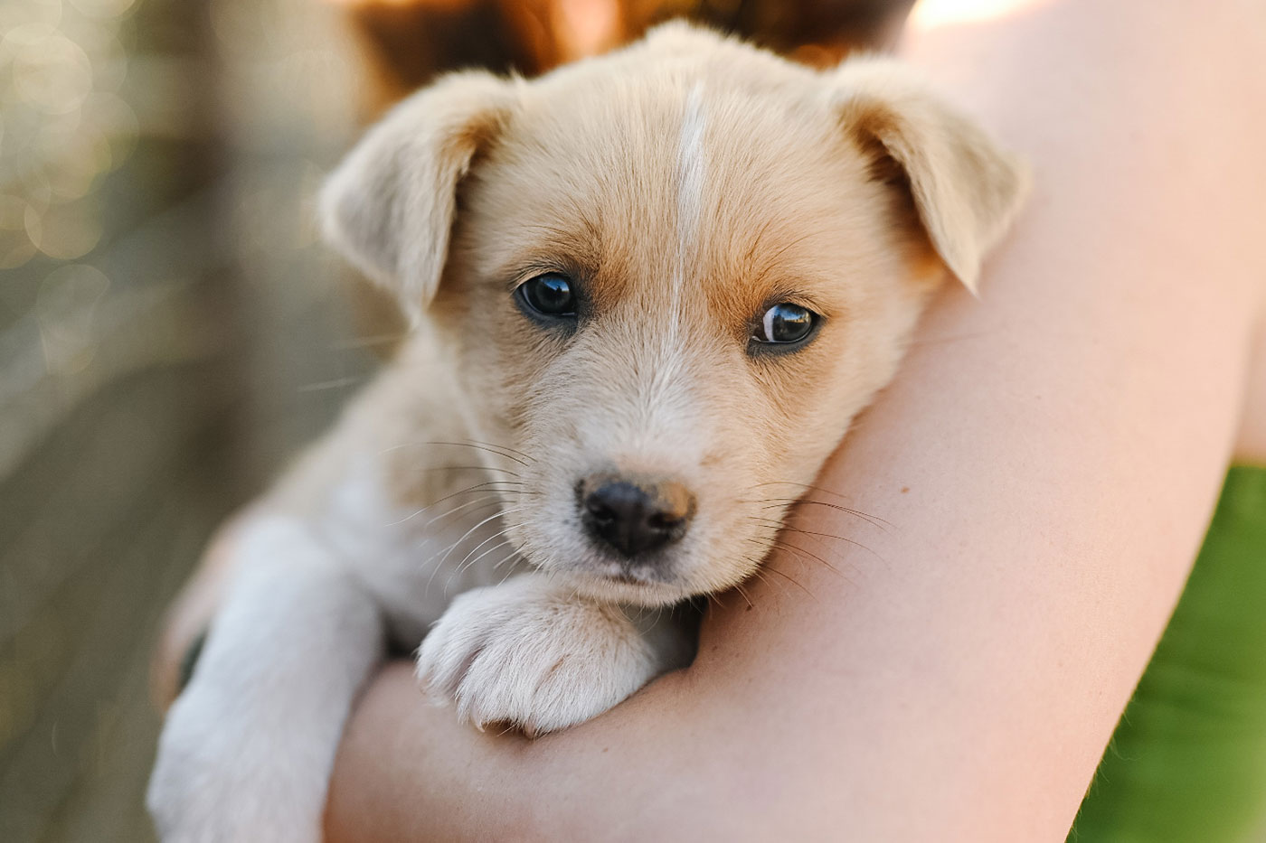 Dog Adoption at Rescue Ranch Inc.