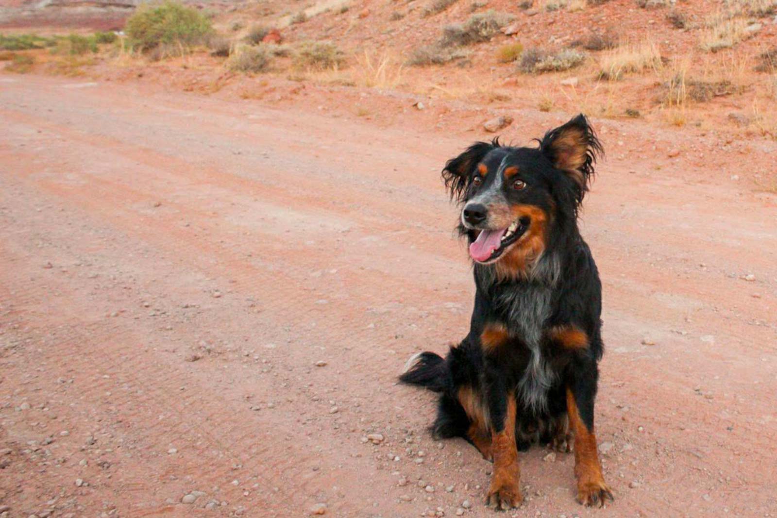 FAQ - dog in desert